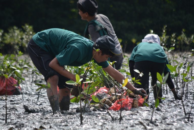 Dukung Pelestarian Kawasan Pantai Pln Tanam Mangrove Dan Bangun