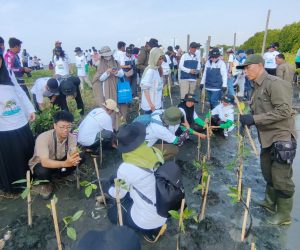 Bersama Warga, PLN Rehabilitasi Mangrove Lindungi Pesisir Utara Jateng dari Banjir Rob